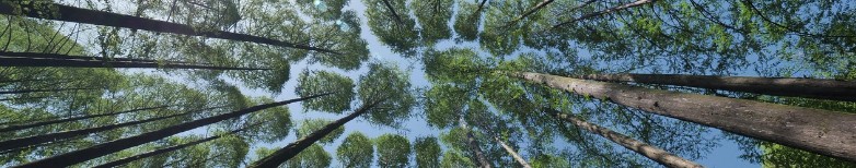 Metsämieli2